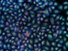Thumbnail for 22_lines_TNF_1h_200145914 [200145914 Well O2 Field #1]