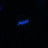 Thumbnail for cell0030_R0001.companion.ome