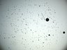 Thumbnail for Plate1 [A01]