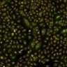 Thumbnail for SQ00014611_illum_corrected [Well 66, Field 1]