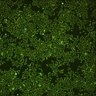 Thumbnail for 10X_A2_Tile-107.aligned