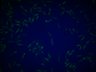 IDR thumbnail for image:1229801