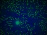 Thumbnail for JL_120731_S6B [Well E-10; Field #1]