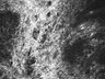 Thumbnail for T0495.ome.tif