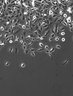 Thumbnail for 2019-07-29_10Amutants_Migration2019-07-29_10Amutants_3minFrames_XY0010.ome.tiff
