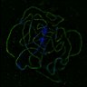 Thumbnail for hei10+-_25.2.20_plant2_slide1_image11