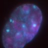 Thumbnail for 20200201_Pulse_Chase_turnover_on_chromatin_CIZ1KO_NPC_220min_01_FUS.dv