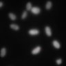 Thumbnail for Dataset1.companion.ome [003]