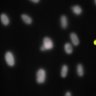 Thumbnail for Dataset1.companion.ome [004]