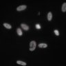 Thumbnail for Dataset1.companion.ome [005]
