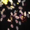 Thumbnail for Dataset1.companion.ome [007]