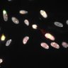 Thumbnail for Dataset1.companion.ome [008]
