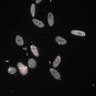 Thumbnail for Dataset1.companion.ome [012]