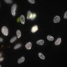 Thumbnail for Dataset1.companion.ome [013]
