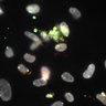 Thumbnail for Dataset1.companion.ome [014]