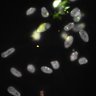Thumbnail for Dataset1.companion.ome [015]