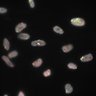 Thumbnail for Dataset1.companion.ome [017]