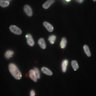 Thumbnail for Dataset1.companion.ome [022]