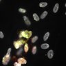 Thumbnail for Dataset1.companion.ome [023]