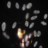 Thumbnail for Dataset1.companion.ome [024]