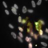 Thumbnail for Dataset1.companion.ome [025]