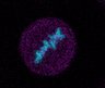 Thumbnail for 160701-Nup107-cell-2-t6.tif