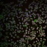 Thumbnail for Yolla 20190624 2arp pts 3Nd act488 perf555 LFA1-647 dapi__2019-06-24T10_29_00-Measurement 1 [Well J16, Field 1]