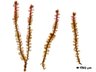 Thumbnail for scapania_ornithopodioides_stature_ventral_side.ome.tiff