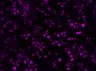 Thumbnail for 003012001.flex [Well I-7; Field #1]