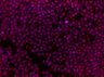 Thumbnail for 003012001.flex [Well E-14; Field #1]