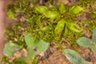 Thumbnail for IMG_0506-0555 Riccia sorocarpa stature (Laowa 5.0x).ome.tiff