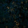Thumbnail for 1093713853 [Well B2, Field 1]