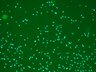 Thumbnail for experiment_01 [Well 53, Field 1]