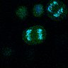 Thumbnail for cell0007_R0001.companion.ome