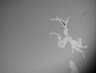 Thumbnail for 09-07-2012 Endo1a [A03 Field #1]