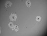 Thumbnail for 09-07-2012 Endo1a manual [C03 Field #1]
