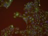 Thumbnail for Index.idx.xml [Well 212, Field 1]