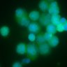 Thumbnail for 2017-07-24-No_primary-01_10_R3D.dv