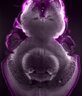 Thumbnail for Brain_two_channel_CMDiI_HCSCellMask_pxl_xy_4.47_pxl_z_2.58.tif